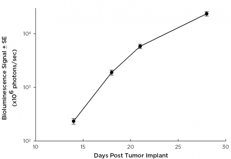 SW 780 Human Bladder Carcinoma