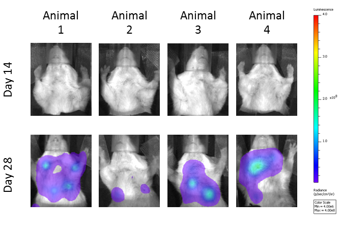 Evaluation of total metastatic tumor burden over time by bioluminescence imaging: