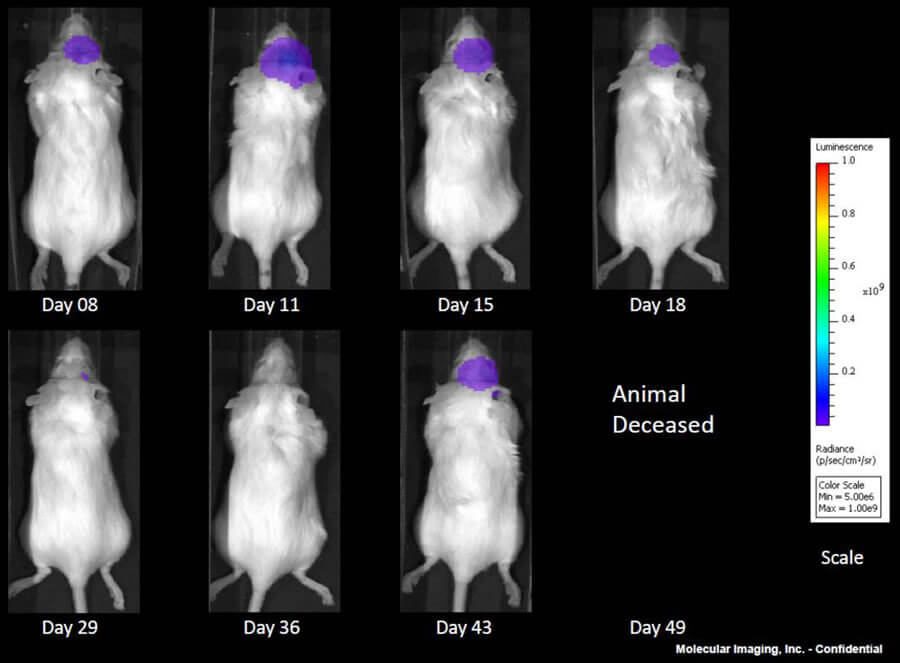 Rat Luminescence