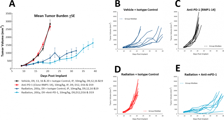 Fig. 6: Response of LL/2 SC tumors to combination treatment with localized radiation and anti-PD-1.