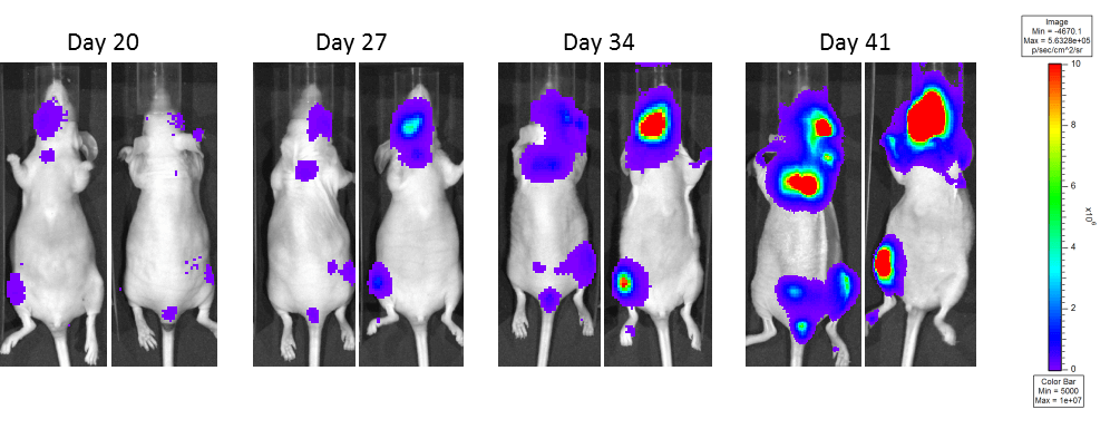 Figure 6: MDA-MB-231-luc-D3H2LN Intracardiac Implantation – Nude Mice