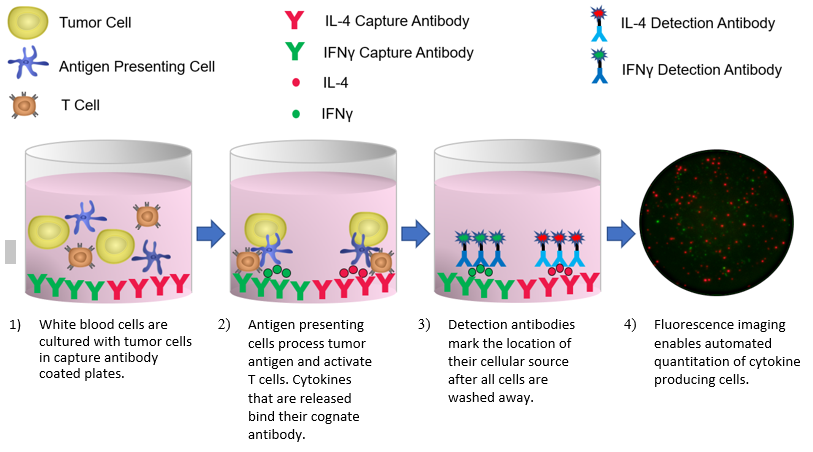 Figure 1: ELISpot/FluoroSpot Procedure