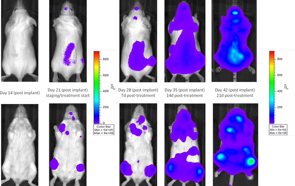 Fig. 1: MM.1S-pMMP-LucNeo human multiple myeloma in SCID Beige mice: Representative Images of Disease Progression – Vehicle Control