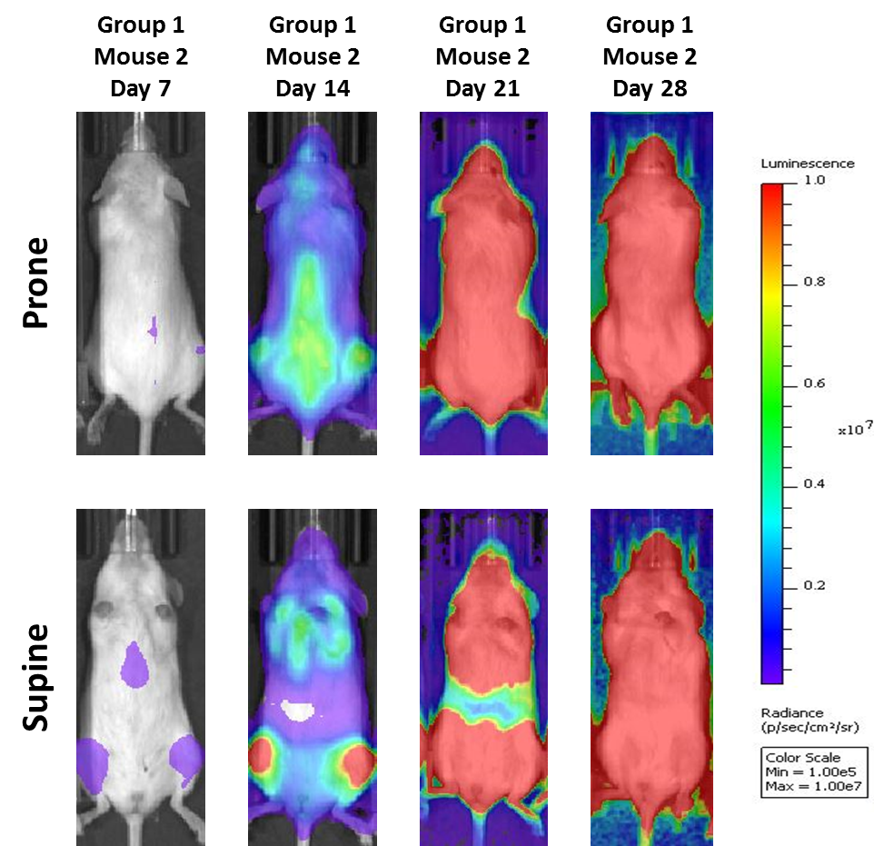 Fig. 2: MM.1S-pMMP-LucNeo human multiple myeloma in NSG mice: Representative Images of Disease Progression – Vehicle Control