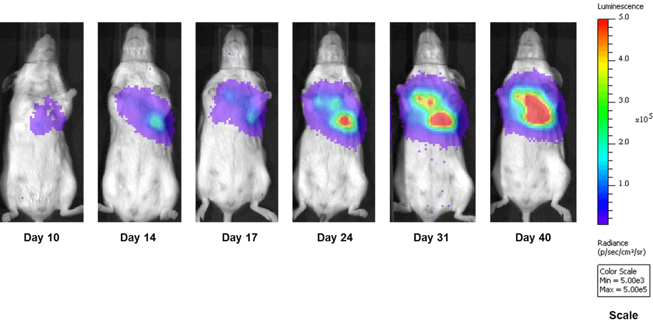 Fig. 3: Bioluminescence Imaging of Orthotopic A549-luc Cells Implanted Directly Into the Lung