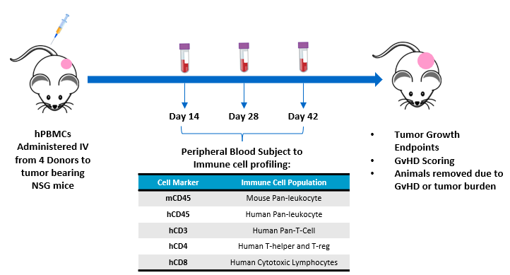 Figure 1 – Experimental design assessing hPBMC engraftment in MiaPaca-2 tumor bearing NSG mice.