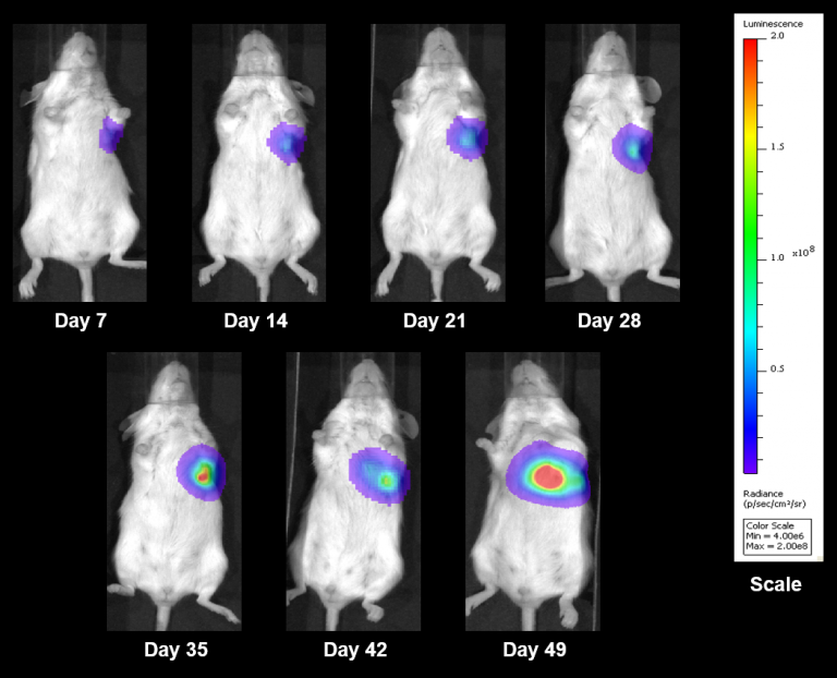 Fig. 8: Representative BLI Images Following Orthotopically Implanted NCI-1703