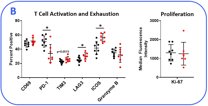 T Cell Activation and Exhaustion graph and Proliferation Graph 