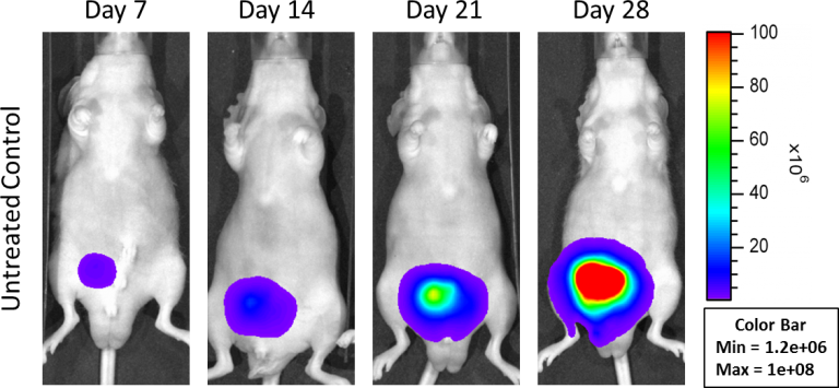 Fig 1: Orthotopic PC-3M-Luc-C6 Human Prostate Carcinoma – Representative Images of Disease Progression – Untreated Control