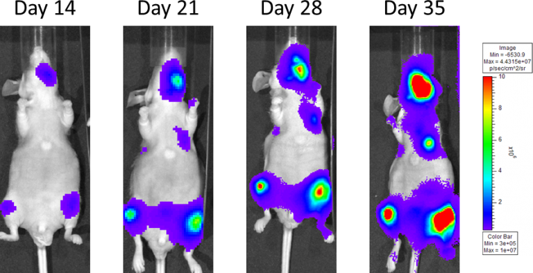 Figure 4: Metastatic PC-3M-Luc-C6 Human Prostate Carcinoma – Representative Images of Disease Progression – Vehicle Control