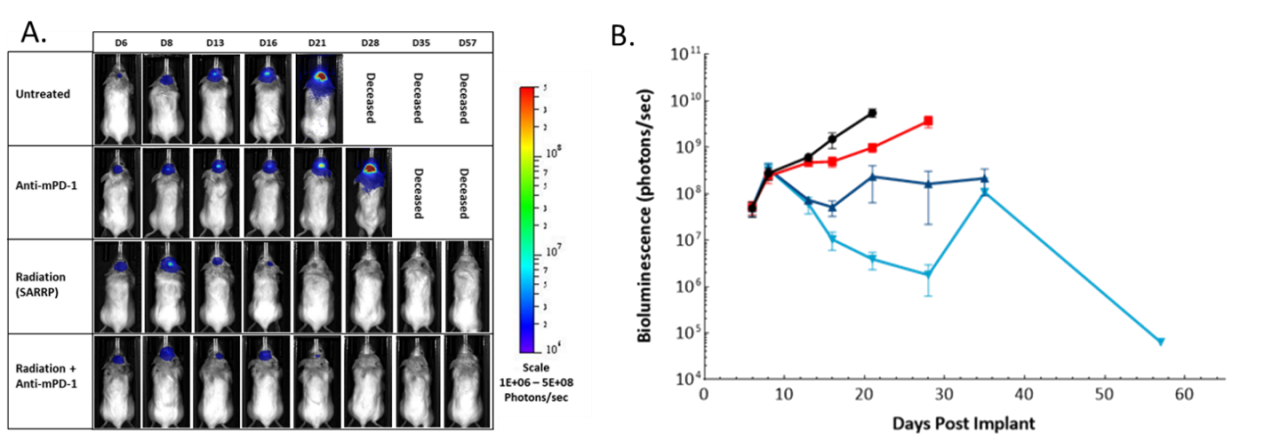 Figure 5: Effect of focal radiation, anti-mPD-1 and combination therapy in intracranial GL261-luc tumors in female C57BL/6 albino mice. A. Representative images. B. Quantification of BLI signal (photons/sec).