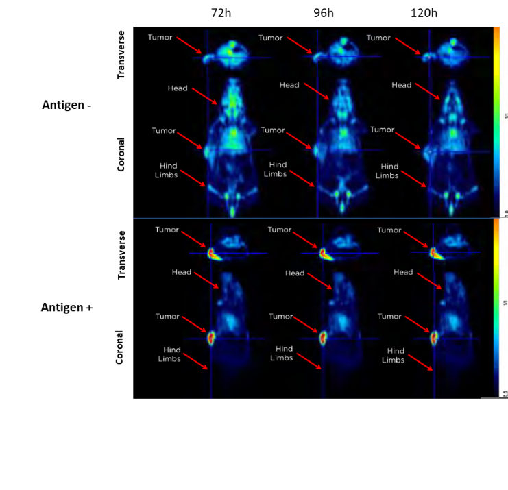 Figure 1. Representative image of Ag+ and Ag- tumors using PET after injection of an 89Zr labeled antigen. Transverse and coronal planes are shown. 