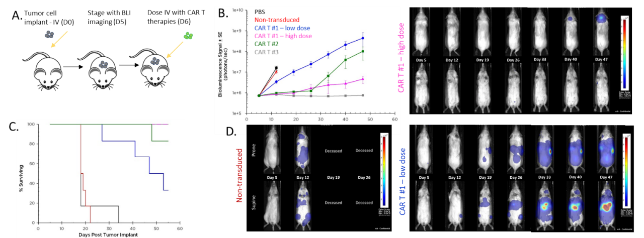 Figure 6: Effect of CAR-T therapy against human Raji-luc B cell lymphoma implanted IV into NSG mice. A. Schematic diagram of tumor cell inoculation and CAR-T therapy. B. Tumor burden assessed by BLI. C. Overall survival. D. Representative images.