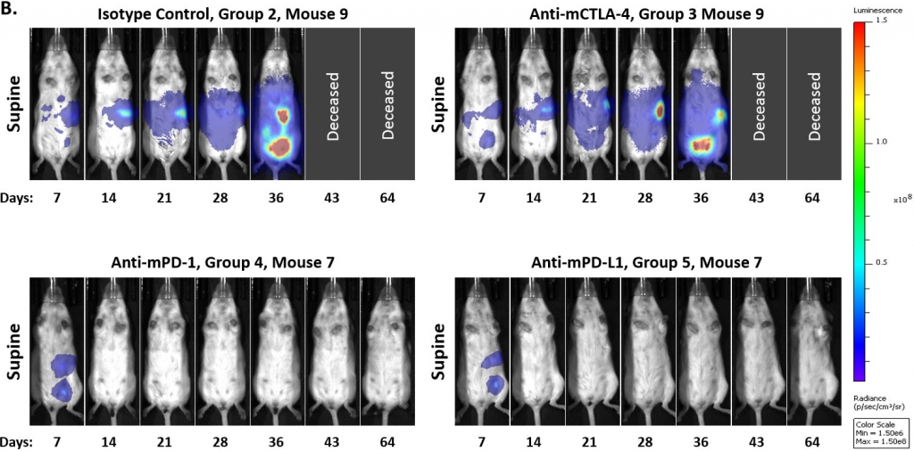 Fig. 3B: Representative bioluminescence images from each group over time.