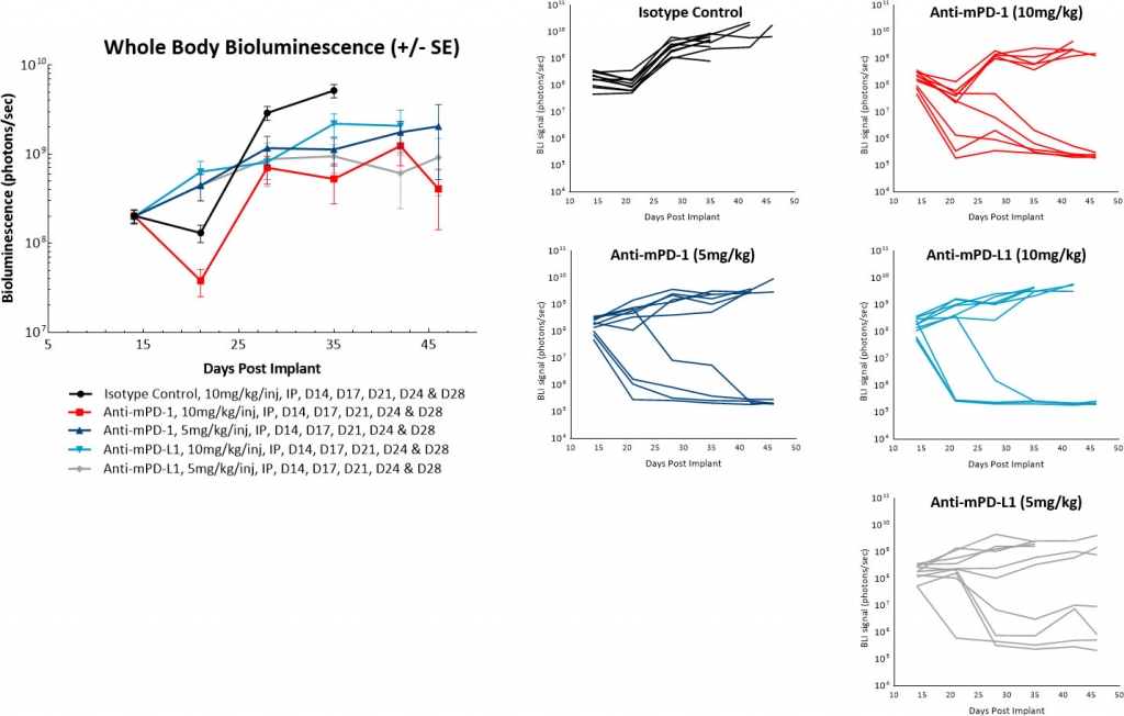 Fig. 4: Intraperitoneal ID8-luc: Mean and Individual Whole Body BLI Signal Following Treatment with Checkpoint Inhibitor Antibodies