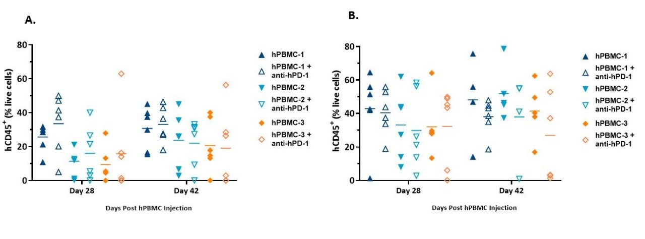 Figure 3. Engraftment of hCD45+ cells detected in whole blood from NSG mice administered hPBMCs and harboring MiaPaCa-2 (A) or A549 (B) xenografts.