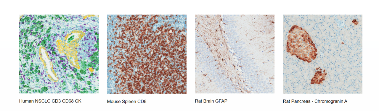 Frozen Human Tissue Quality Assessment Examples